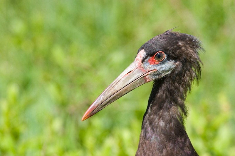 Abdims Stork Head Detail